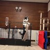 7ヶ月ハスキー×ボーダーコリーのMIX男の子 サムネイル4
