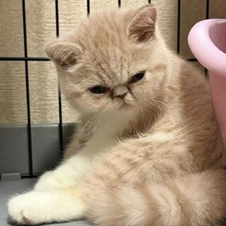 里親様決まりました