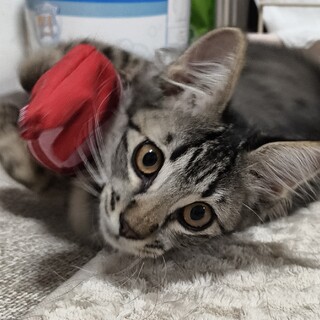 推定4ヶ月　ゲージ内だと甘えん坊　キジ長毛ちゃん