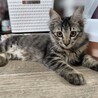 推定4ヶ月　ゲージ内だと甘えん坊　キジ長毛ちゃん サムネイル2
