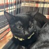 里親決定。黒猫子猫パンチ君 サムネイル2
