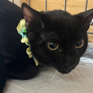里親決定。黒猫子猫パンチ君