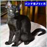 里親決定。黒猫子猫パンチ君 サムネイル6