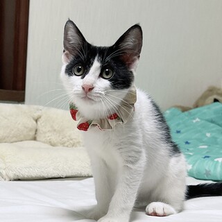 人も猫も好きなかわいい女の子