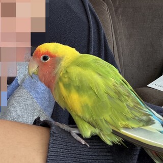 ★コザクラインコ、優しい里親募集★