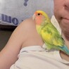 ★コザクラインコ、優しい里親募集★ サムネイル2