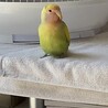 ★コザクラインコ、優しい里親募集★ サムネイル3