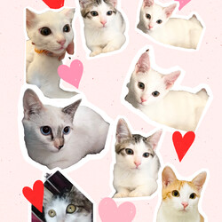 HappyCats〜猫に恩返しの会〜保護ねこたちのシェルターお見合い会 サムネイル2