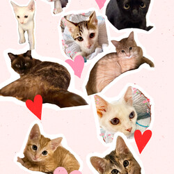 HappyCats〜猫に恩返しの会〜保護ねこたちのシェルターお見合い会 サムネイル3