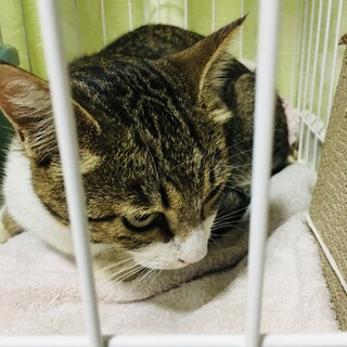 元気はつらつ仮名レオくん