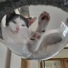 撫でる前からゴロゴロ甘えん坊♡きゅるんちゃん サムネイル4