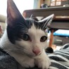 撫でる前からゴロゴロ甘えん坊♡きゅるんちゃん サムネイル7
