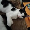 撫でる前からゴロゴロ甘えん坊♡きゅるんちゃん サムネイル1