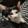 撫でる前からゴロゴロ甘えん坊♡きゅるんちゃん サムネイル3