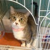白い靴下を履いたような手足♡コチュジャン サムネイル2