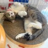 白い靴下を履いたような手足♡コチュジャン サムネイル3