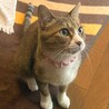 白い靴下を履いたような手足♡コチュジャン サムネイル6