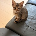 2ヶ月の子猫