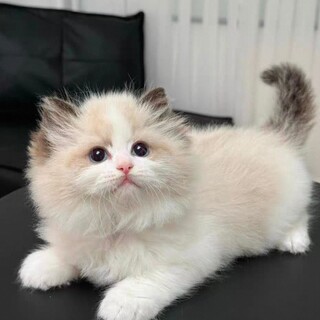 保護猫活動対象♡アロマストーン♡メインクーン② メインクーンMIX × 新潟県が募集対象」保護猫の里親募集情報 :: ペット