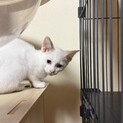 保護したネコが出産した仔猫（白ミケきょうだい猫）