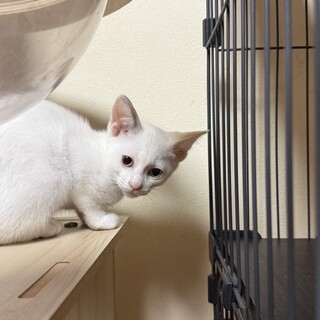 保護したネコが出産した仔猫（白ミケきょうだい猫）