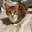 甘えるときは自分から♡キジ白「ざらめ」1歳・女の子