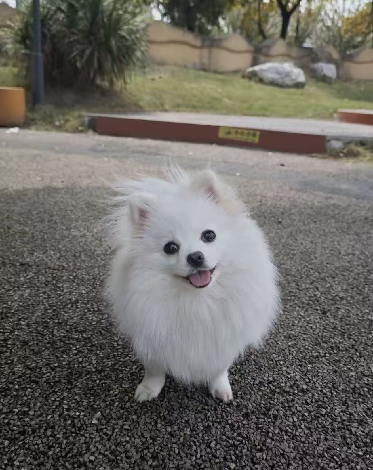 真っ白でふわふわ！天使の」愛知県 - 犬の里親募集(546833