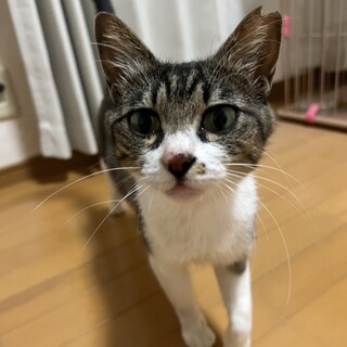 メインクーンMIX × 愛知県が募集対象」保護猫の里親募集情報 :: ペット