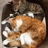 抱っこ大好き♡ふわふわ「わたげ」1歳・男の子 サムネイル6