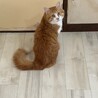 抱っこ大好き♡ふわふわ「わたげ」1歳・男の子 サムネイル7