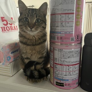 メインクーンMIX × 愛知県が募集対象」保護猫の里親募集情報 :: ペット