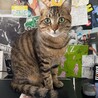 キジトラ1才9ヶ月男の子 サムネイル2