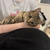 キジトラ1才9ヶ月男の子 サムネイル3