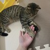 キジトラ1才9ヶ月男の子 サムネイル5