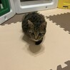 キジトラ1才9ヶ月男の子 サムネイル6