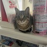 キジトラ1才9ヶ月男の子 サムネイル7