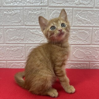 茶トラの保護猫里親募集情報 :: ペットのおうち【里親決定30万頭！】
