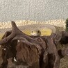 コーンスネーク サムネイル2