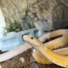 コーンスネーク サムネイル3