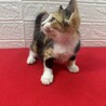 この顔にピンと来たら飼うべし！抱っこ大好き❤蘭 サムネイル2