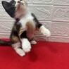 この顔にピンと来たら飼うべし！抱っこ大好き❤蘭 サムネイル3