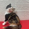 この顔にピンと来たら飼うべし！抱っこ大好き❤蘭 サムネイル5