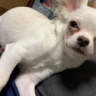 チワワ　　男の子