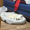 チワワ　　男の子 サムネイル2