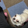 チワワ　　男の子 サムネイル3