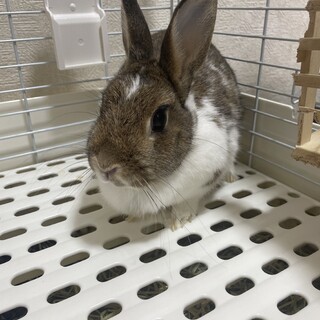 ミニウサギ 2歳