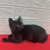 招福猫！めちゃくちゃクールに甘える❤クッキー サムネイル3