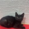 招福猫！めちゃくちゃクールに甘える❤クッキー サムネイル4