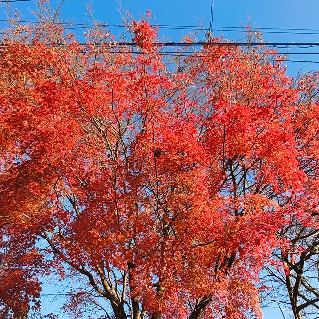 山本すぐるのカバー写真