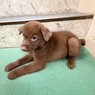 生後1ヶ月半　チョコ色の慎重だけど元気な男の子